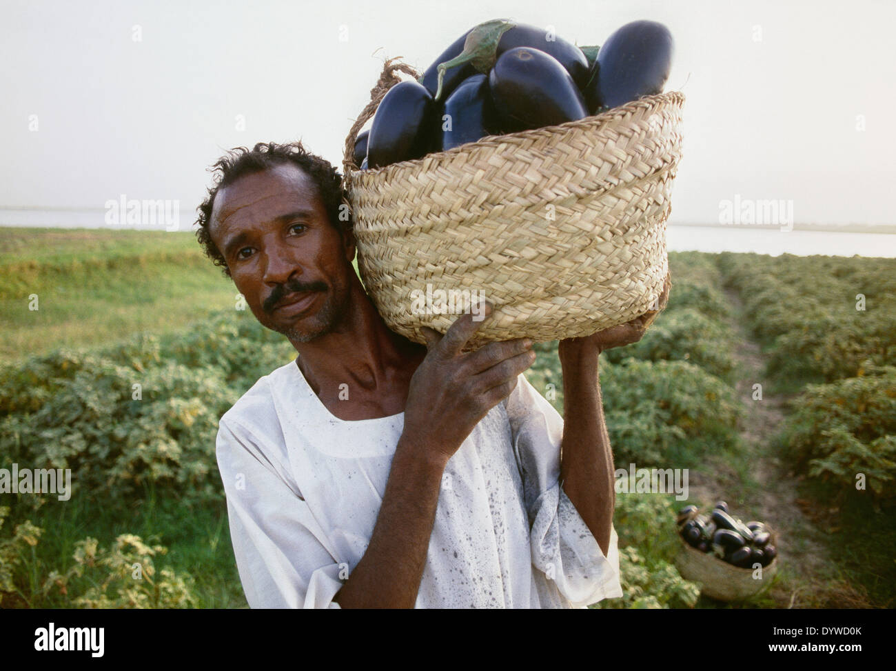 A Sudanese farmer displays his eggplants from his Nile River farm just