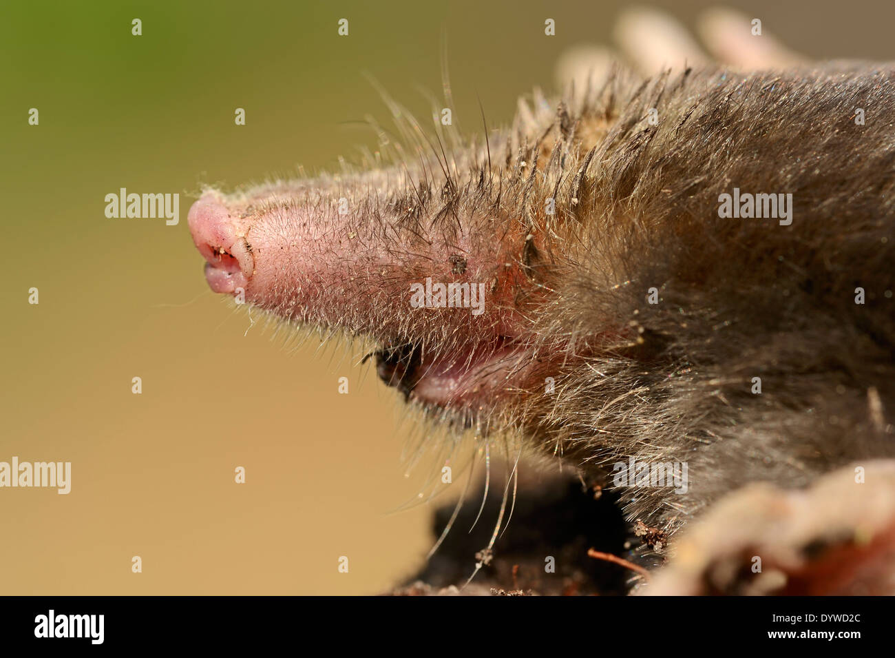 European Mole, Common Mole or Northern Mole (Talpa europaea), North Rhine-Westphalia, Germany Stock Photo