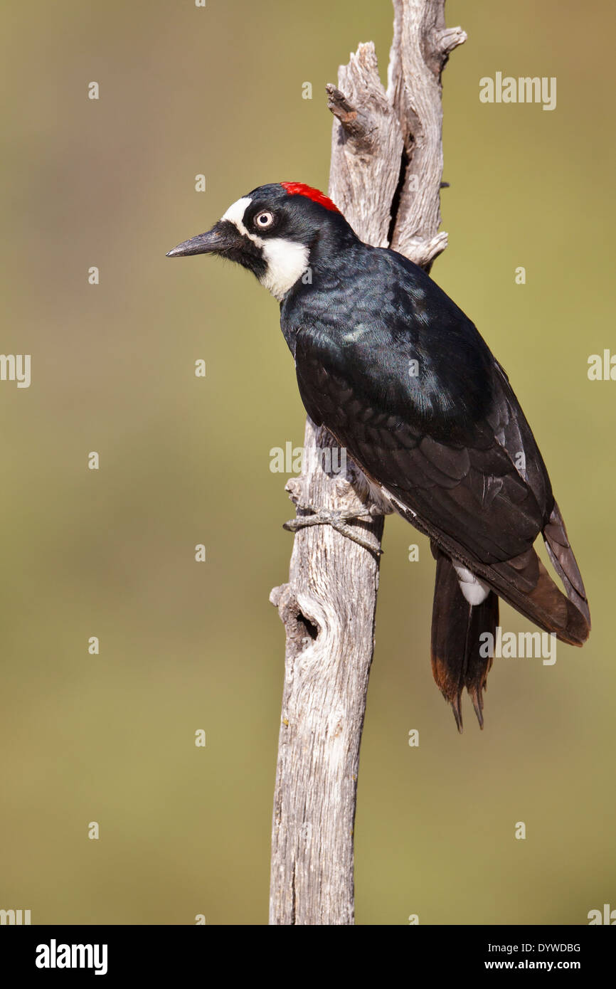 Acorn Woodpecker - Melanerpes formicivorus - Adult female Stock Photo