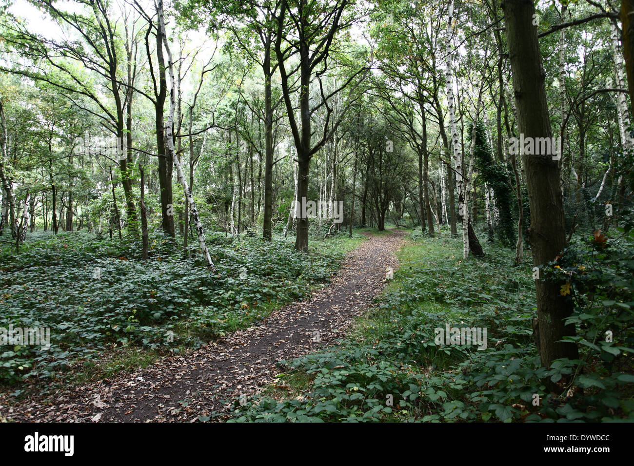 A path in Wimbledon Common, London Stock Photo Alamy