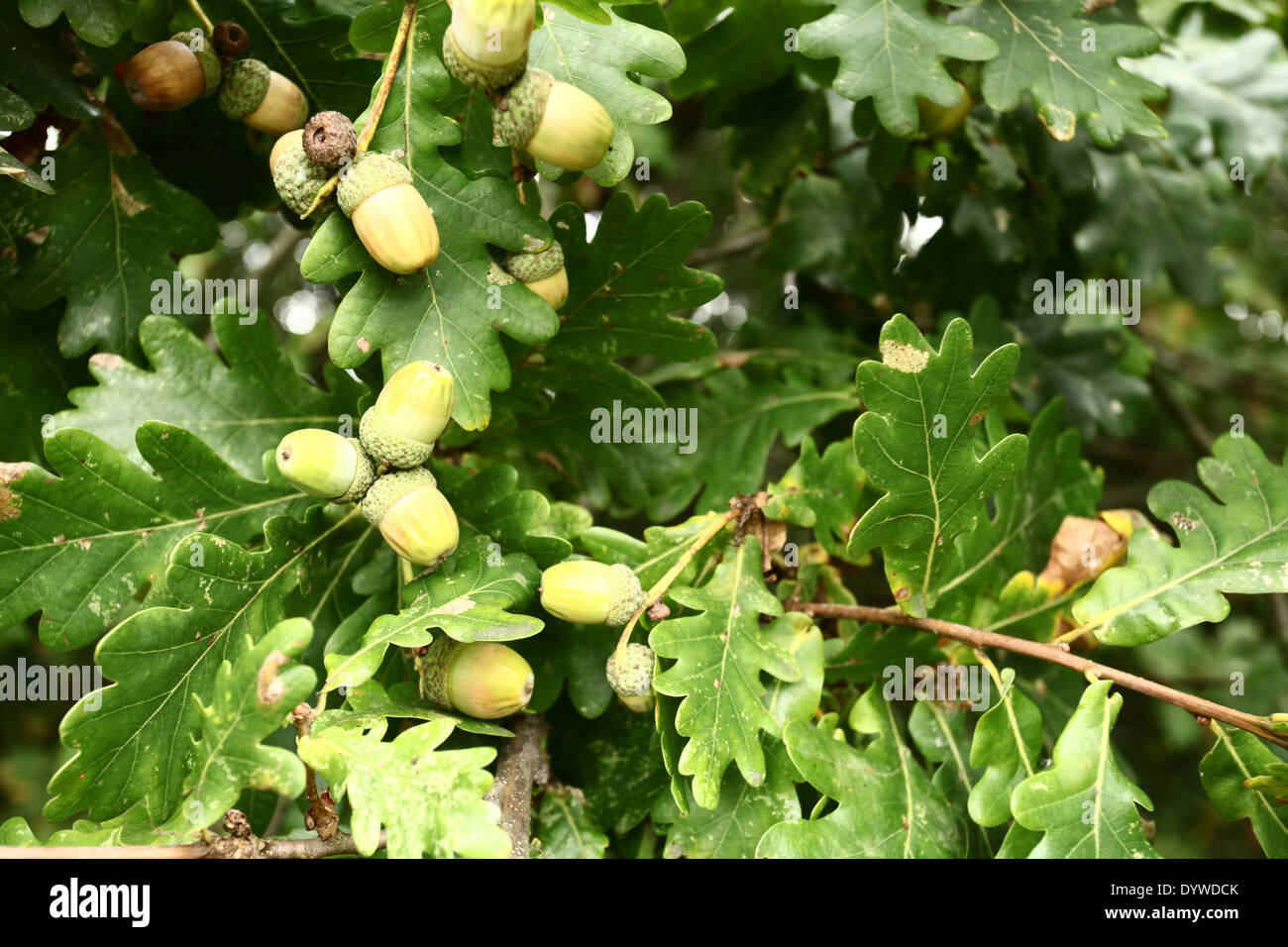 Oak leaves branch acorns hi-res stock photography and images - Alamy