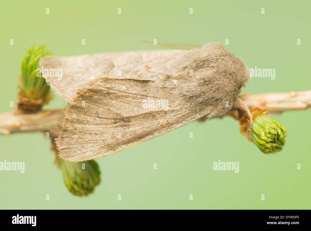 Orthosia populeti Stock Photo