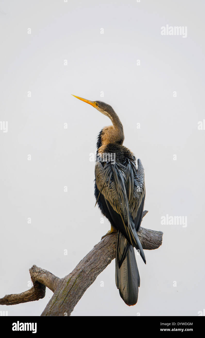 Darter or Snake Bird (Anhinga Melanogaster) Stock Photo