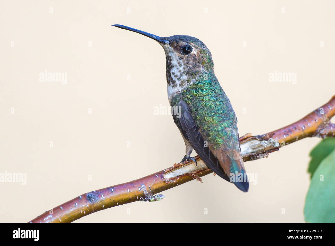 Allen's Hummingbird - Selasphorus sasin - Adult female Stock Photo