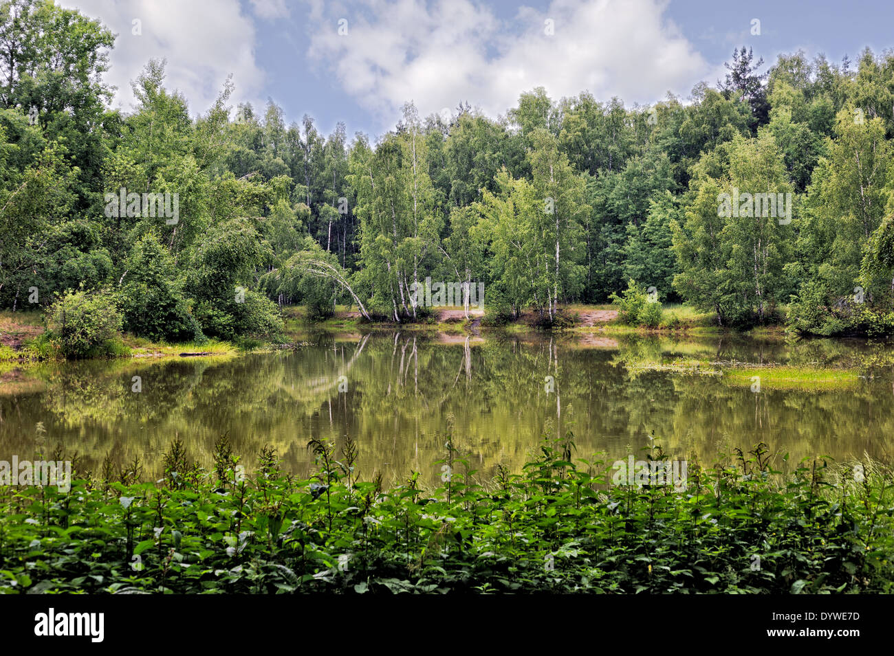 Pond in summer birch forest Stock Photo - Alamy