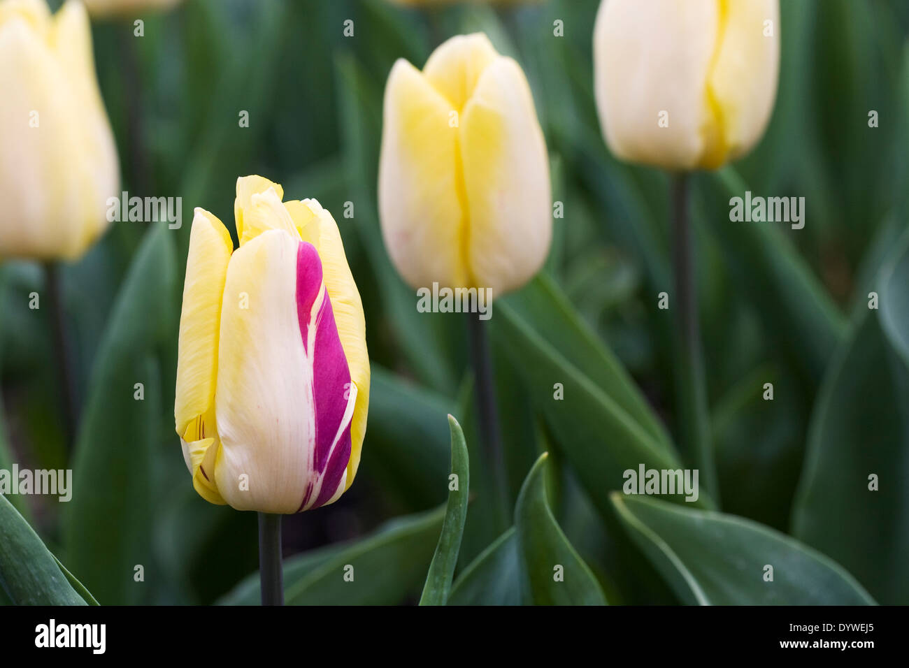 Tulipa 'Sunny Prince'. Triumph Tulip. Stock Photo