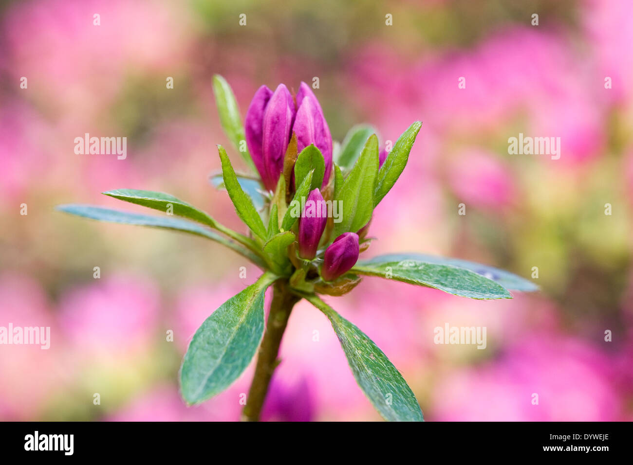 Pink Rhodoendron buds in early Spring. Stock Photo
