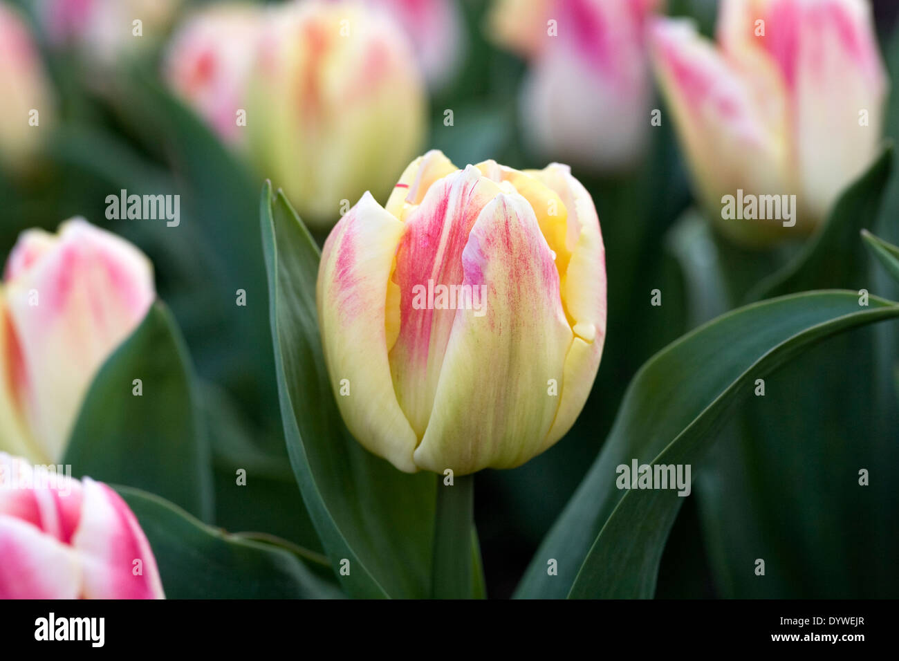 Tulipa 'Balance of Colors' in the garden. Stock Photo