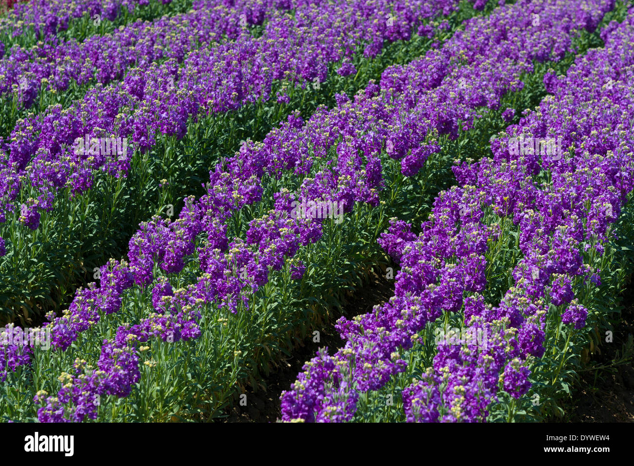 Rows of purple snap dragons blooming in a field Stock Photo