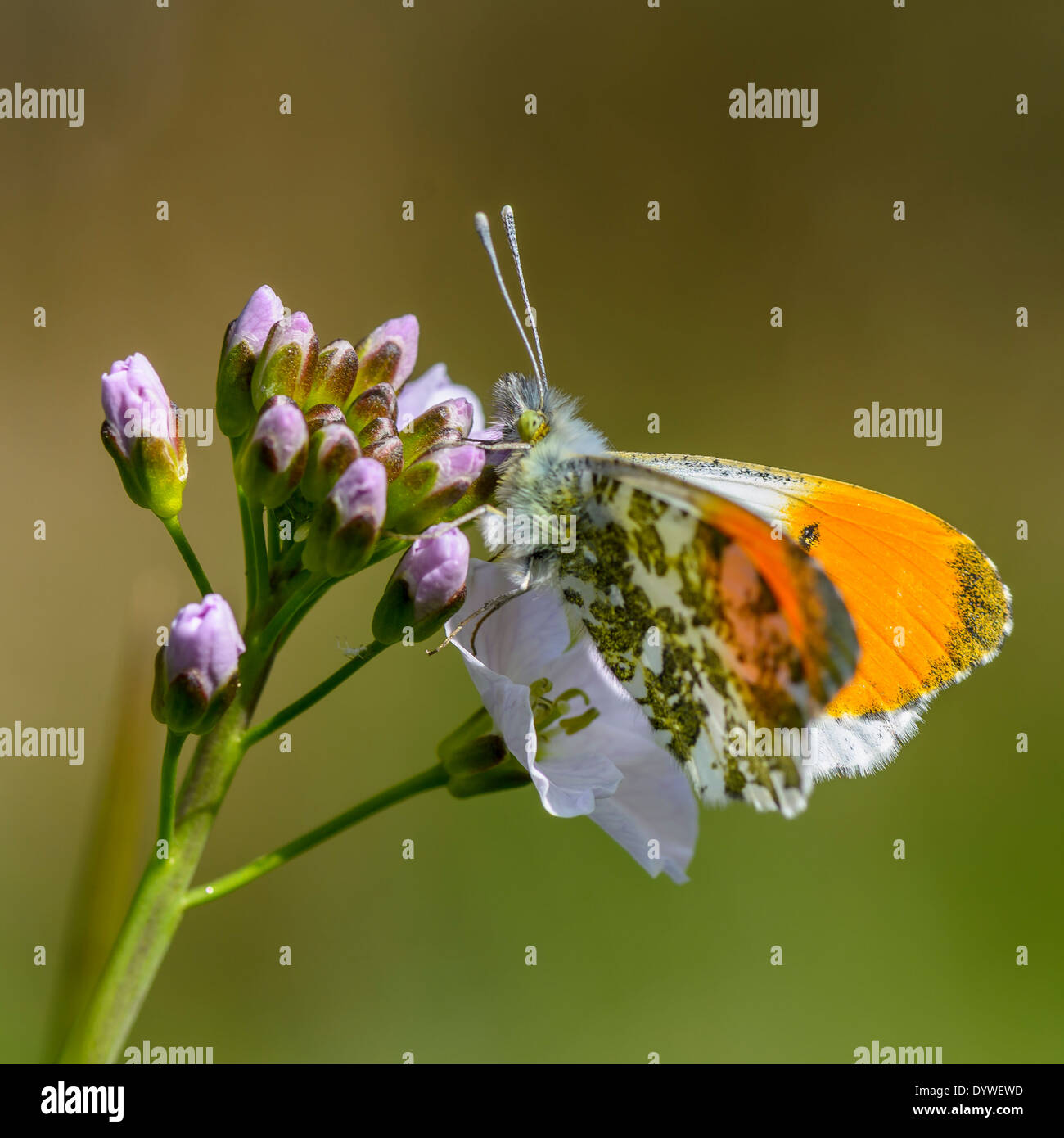 Male orange tip butterfly on ladys smock Stock Photo