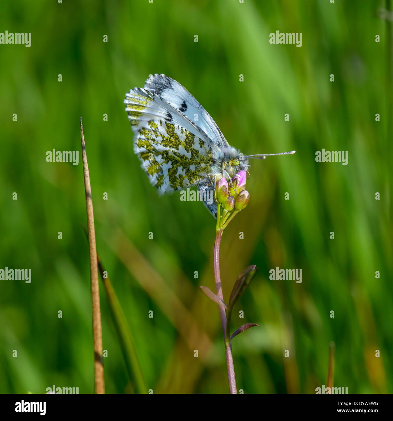 Female orange tip butterfly laying eggs on larval plant Stock Photo