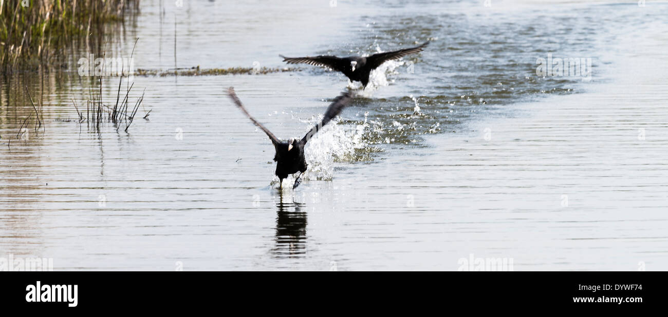 Aggressive Coots Running on Water in a Chase Alongside Reeds in the