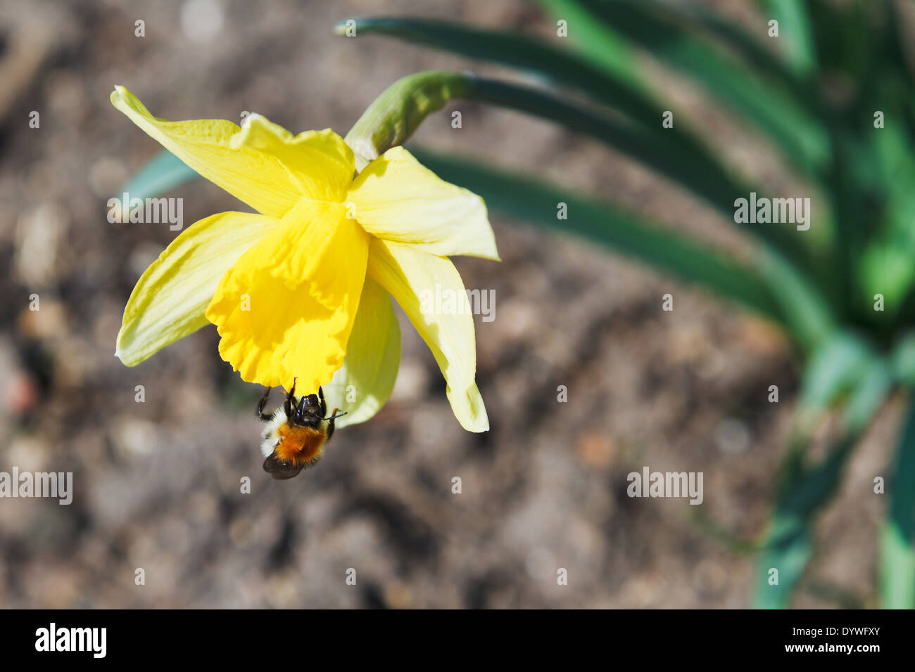 bumble bee collects nectar from narcissus flower in spring day Stock Photo