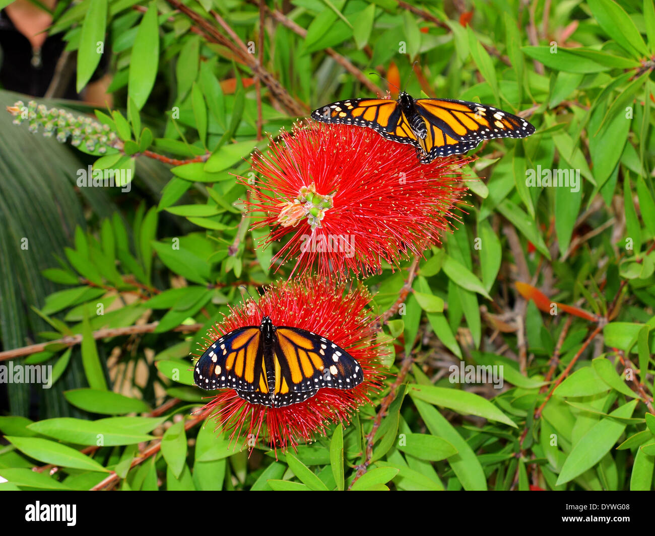 the beautiful butterfly Danaus Plexippus Stock Photo - Alamy