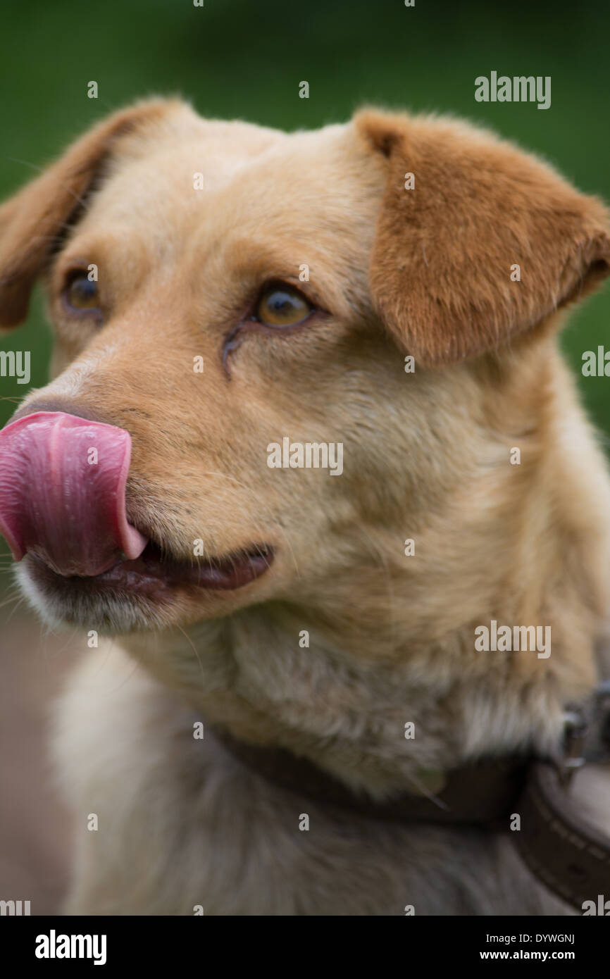 dog licking it's nose Stock Photo Alamy