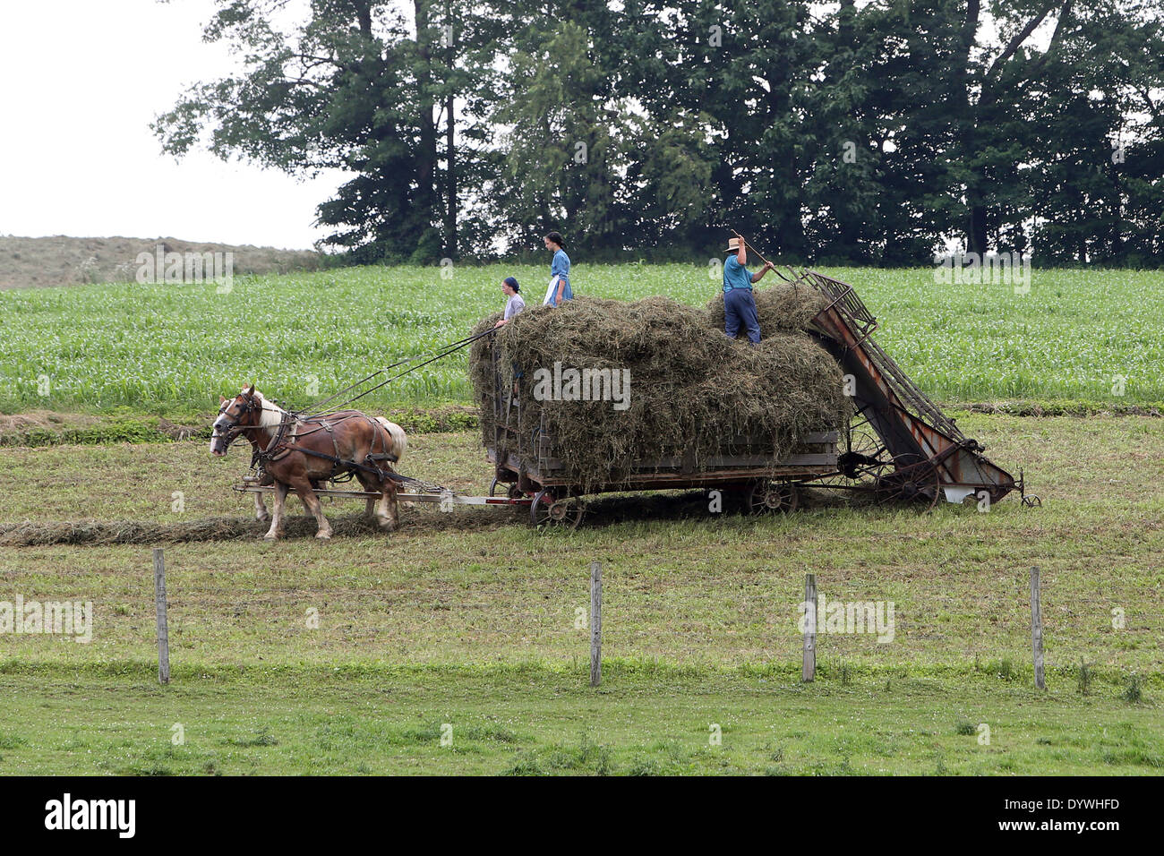 Punxsutawney, United States, people of the religious community Amish People in the hay Stock Photo