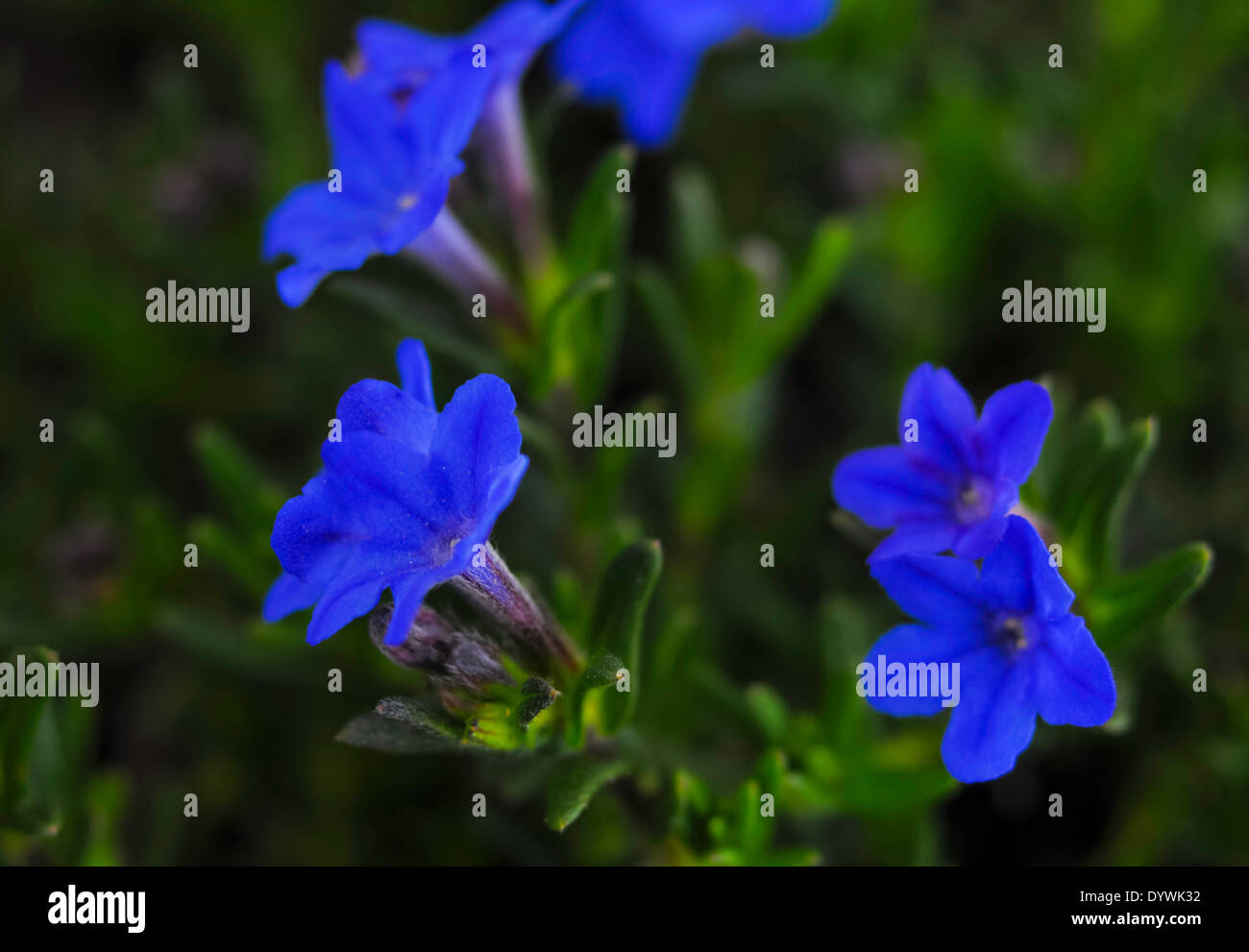 Heavenly Blue flowers Stock Photo