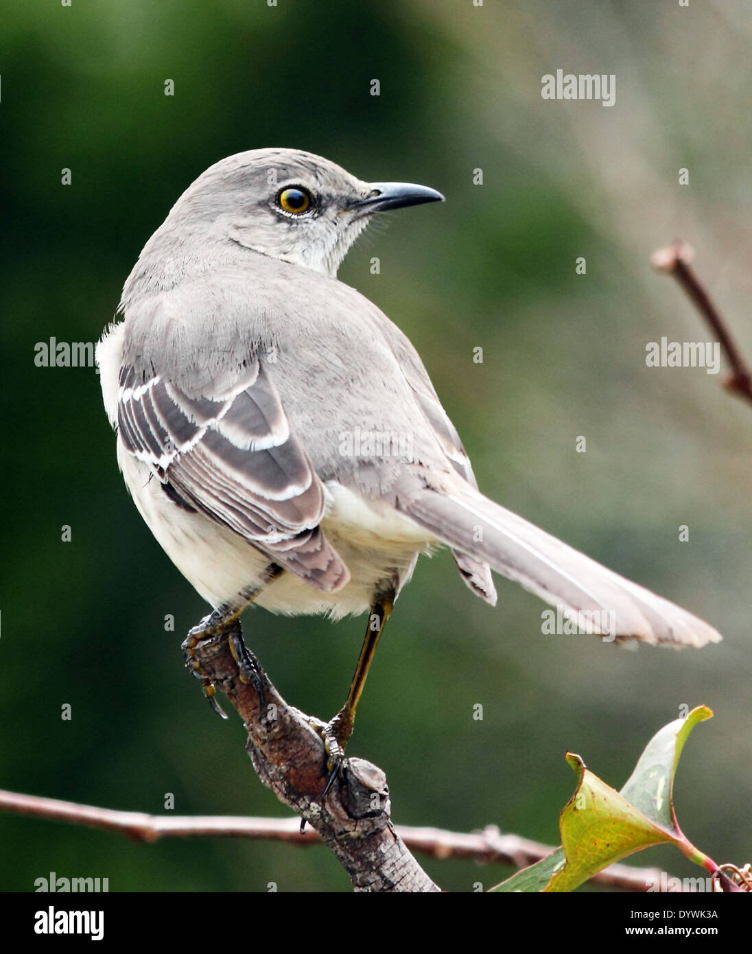 A Northern Mockingbird perches upon a small tree. Stock Photo