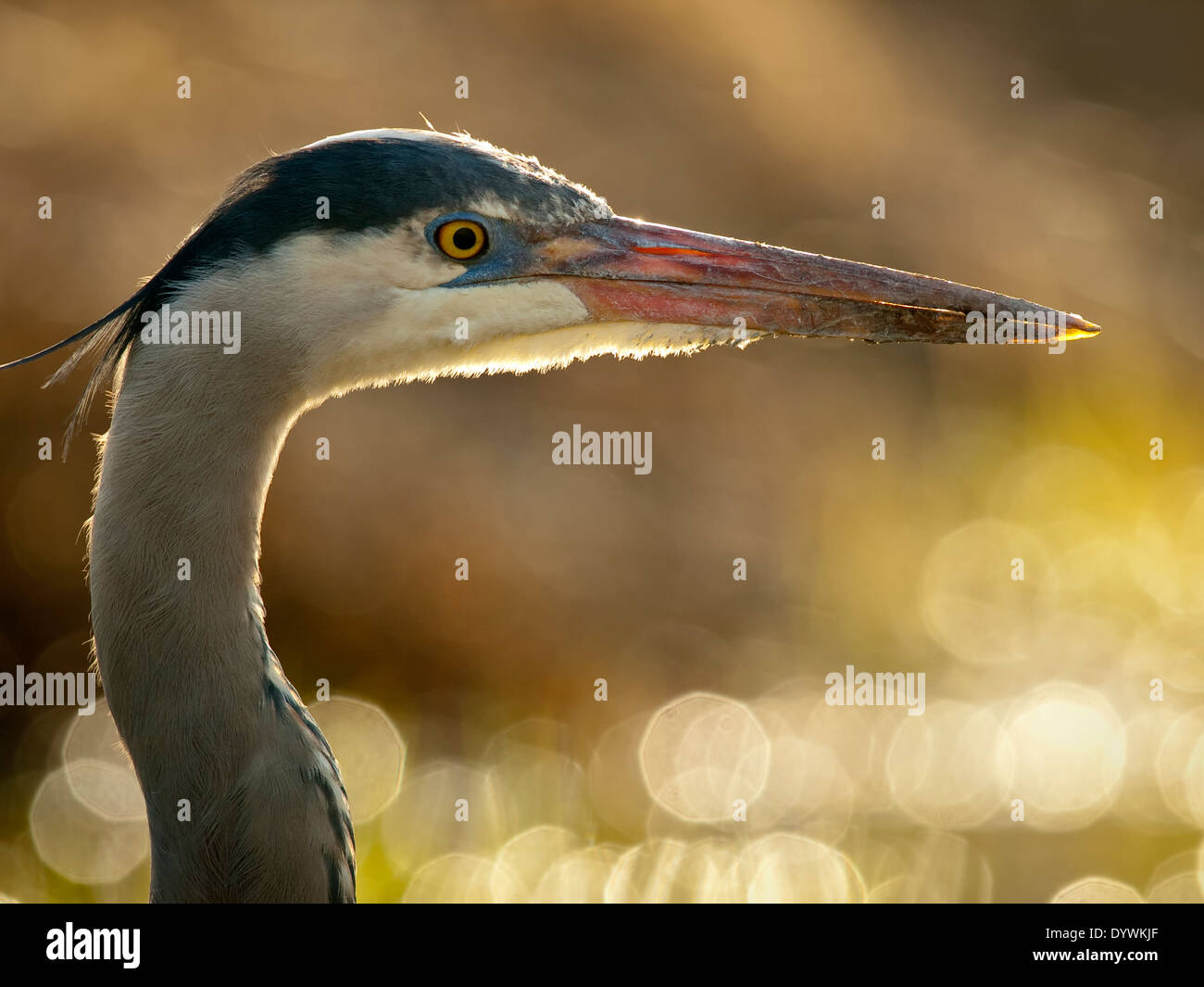 Portrait of a Great Blue Heron Stock Photo