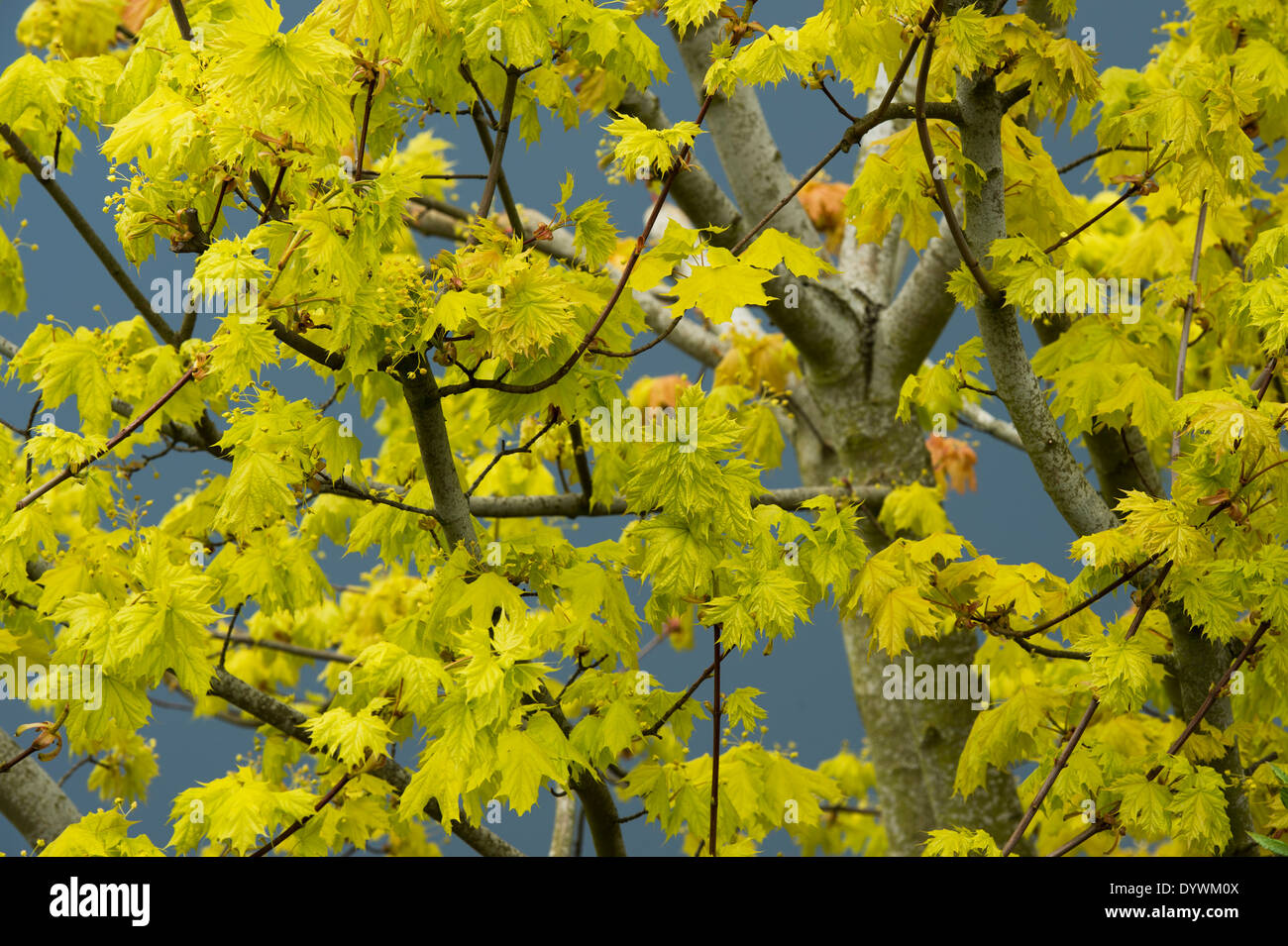 Acer palmatum. Japanese maple leaves against a dark stormy sky. UK Stock Photo