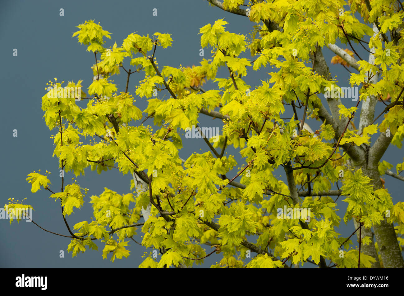 Acer palmatum. Japanese maple leaves against a dark stormy sky. UK Stock Photo