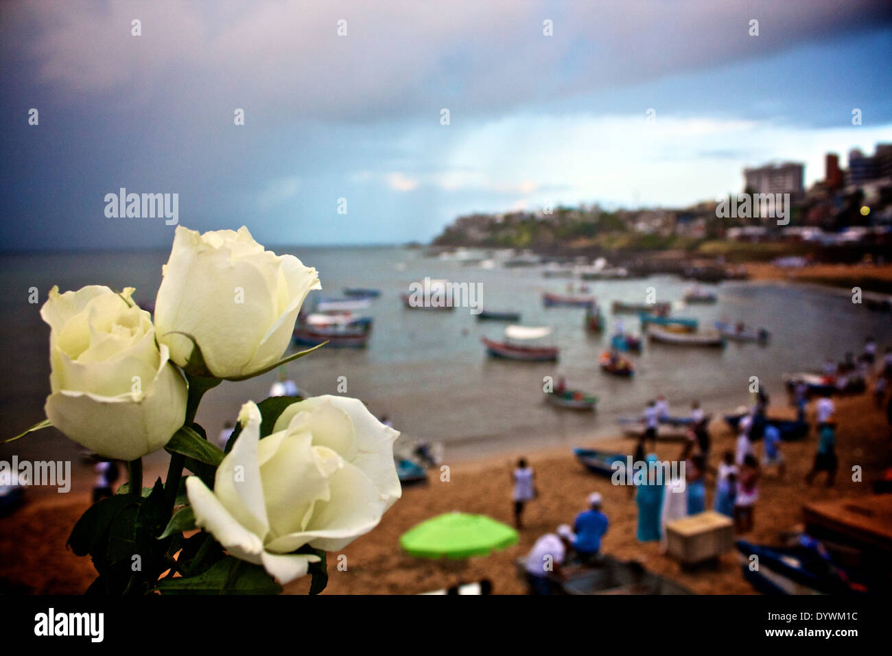 White roses like a gift to folk party of Yemanja. Salvador, Bahia, Brazil Stock Photo