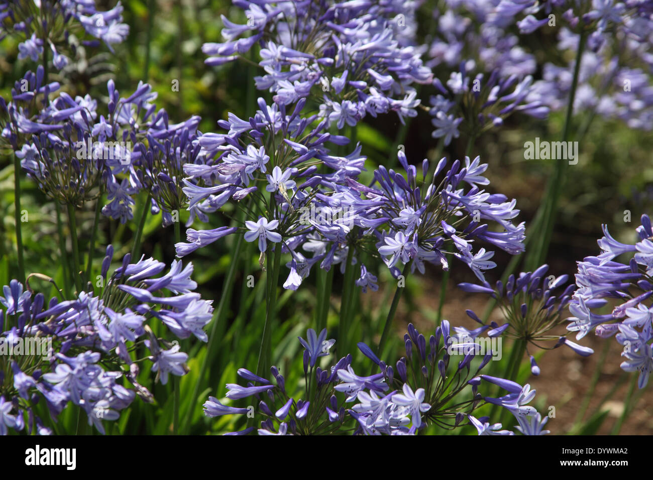 Agapanthus blue triumphator hi-res stock photography and images - Alamy