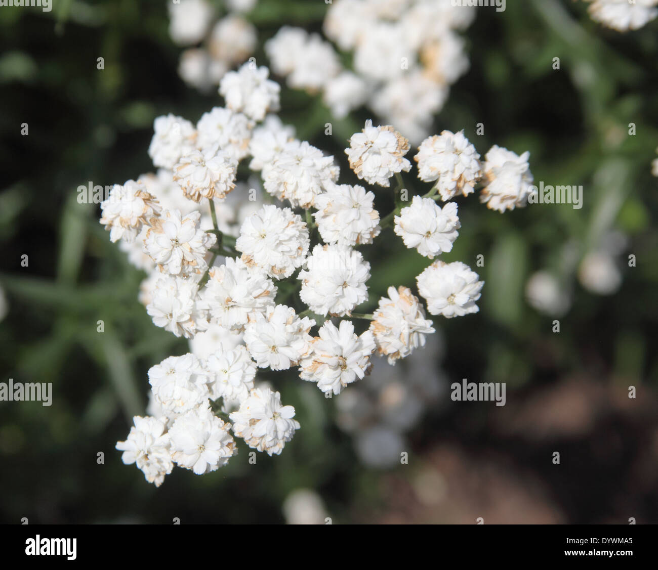 Achillea ptarmica 'The Pearl' close up of flowers Stock Photo