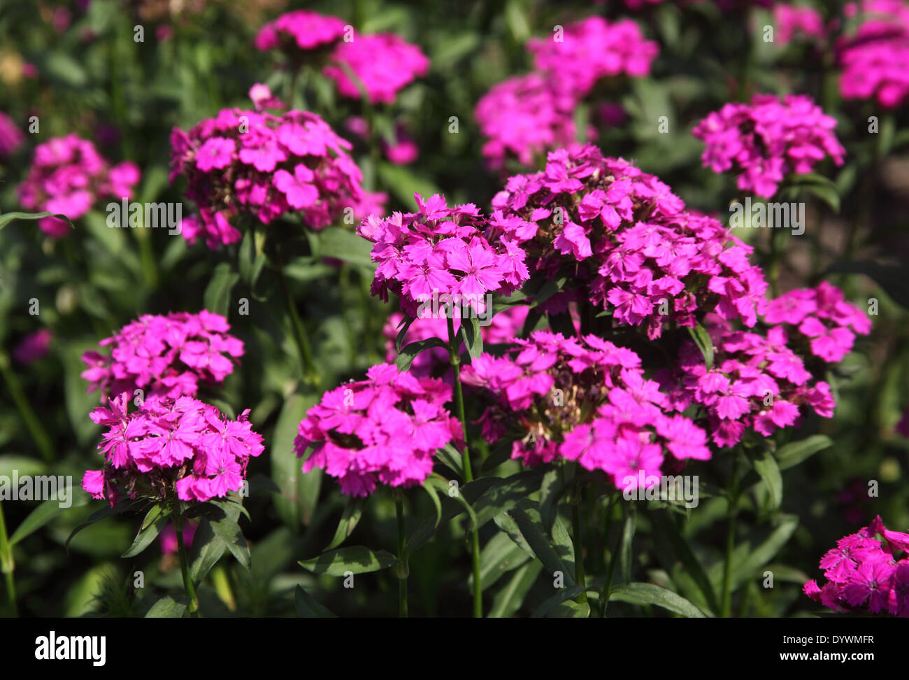 Dianthus amazon neon purple hires stock photography and images Alamy