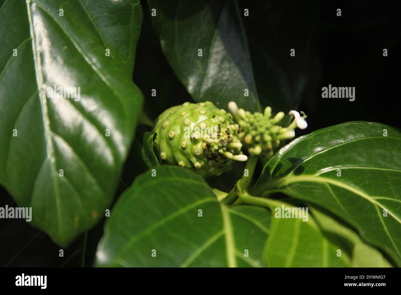 Morinda citrifolia Indian mulberry close up of fruit Stock Photo - Alamy