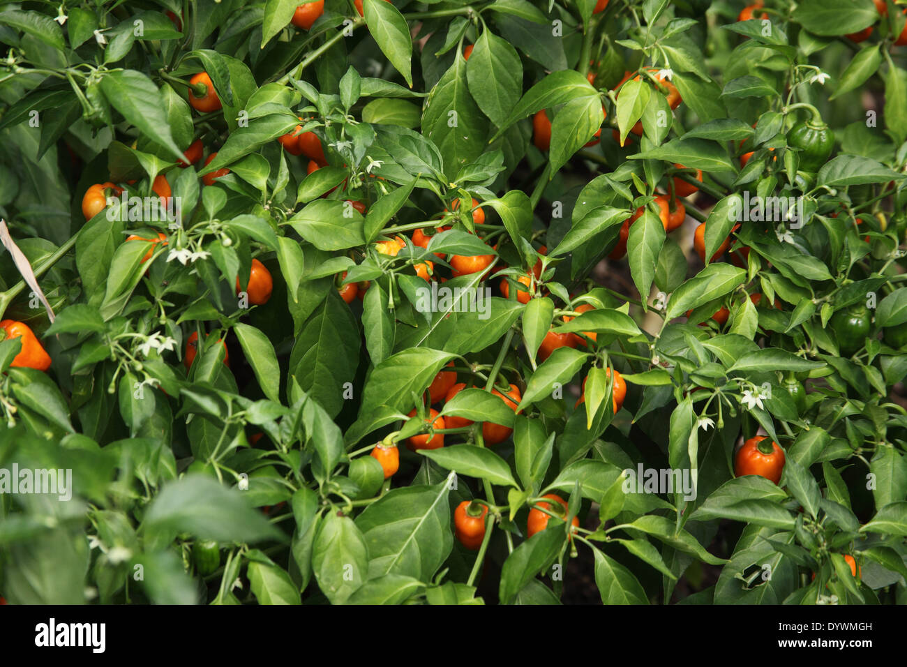 Capsicum chinese 'Habanero' plant with fruit Stock Photo Alamy