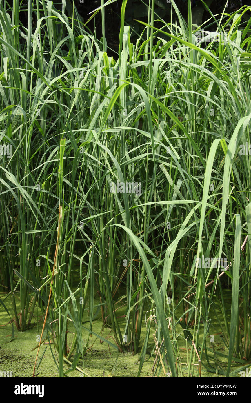 Oryza glabberima Rice plants growing in water Stock Photo Alamy