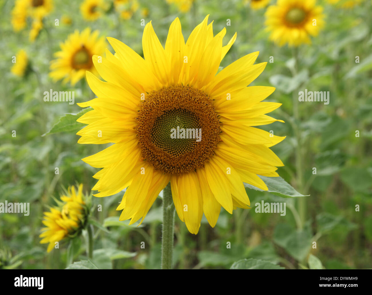 Helianthus annuus Sunflowers close up of flower Stock Photo