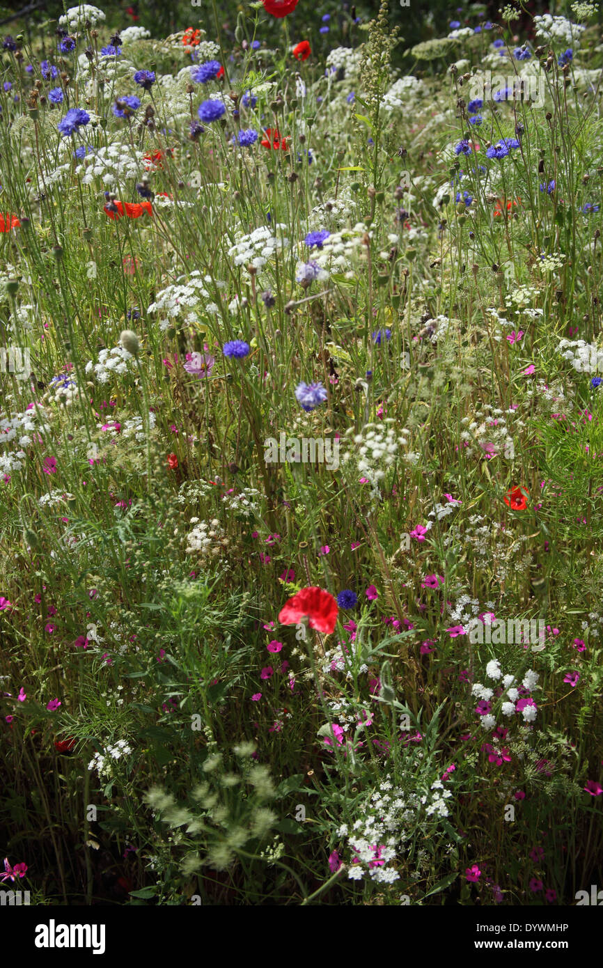 Pictorial Meadows Pastel mix plants in flower Stock Photo