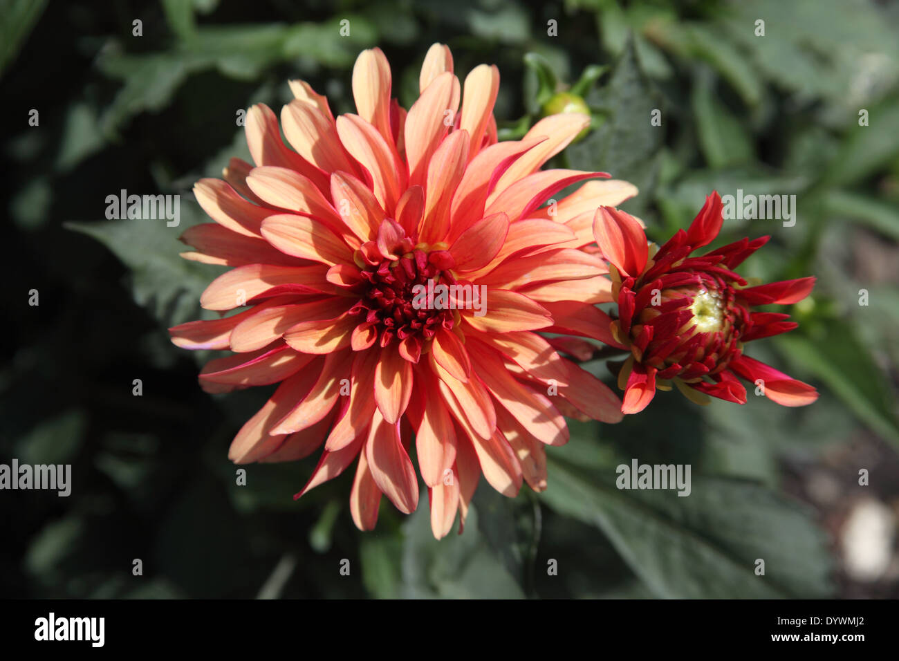 Dahlia 'Longwood Dainty' close up of flower Stock Photo
