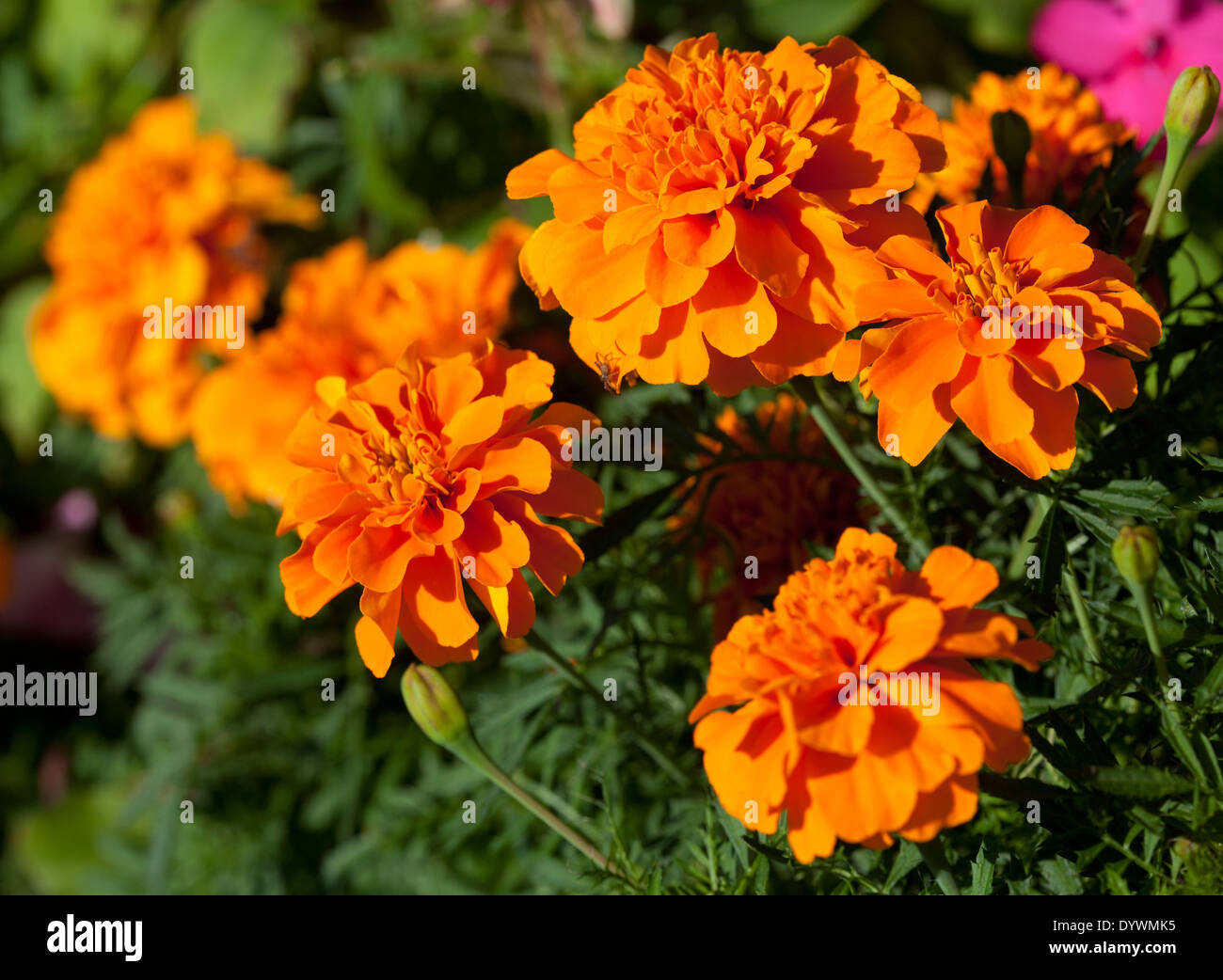 Marigold (Tagetes) Stock Photo