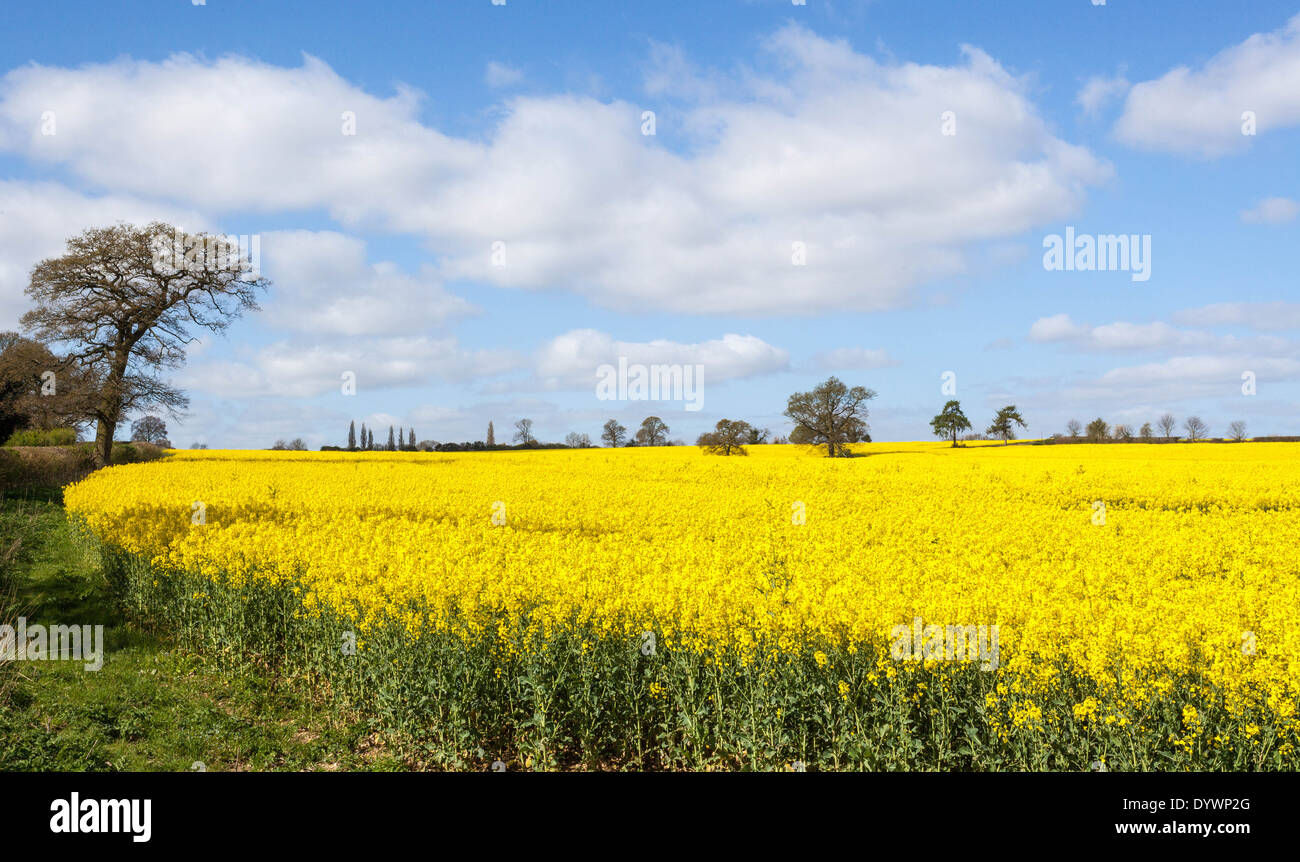 The intense yellow flowers of a rapeseed field against the blue sky, St Albans, Hertfordshire, England, UK. Stock Photo