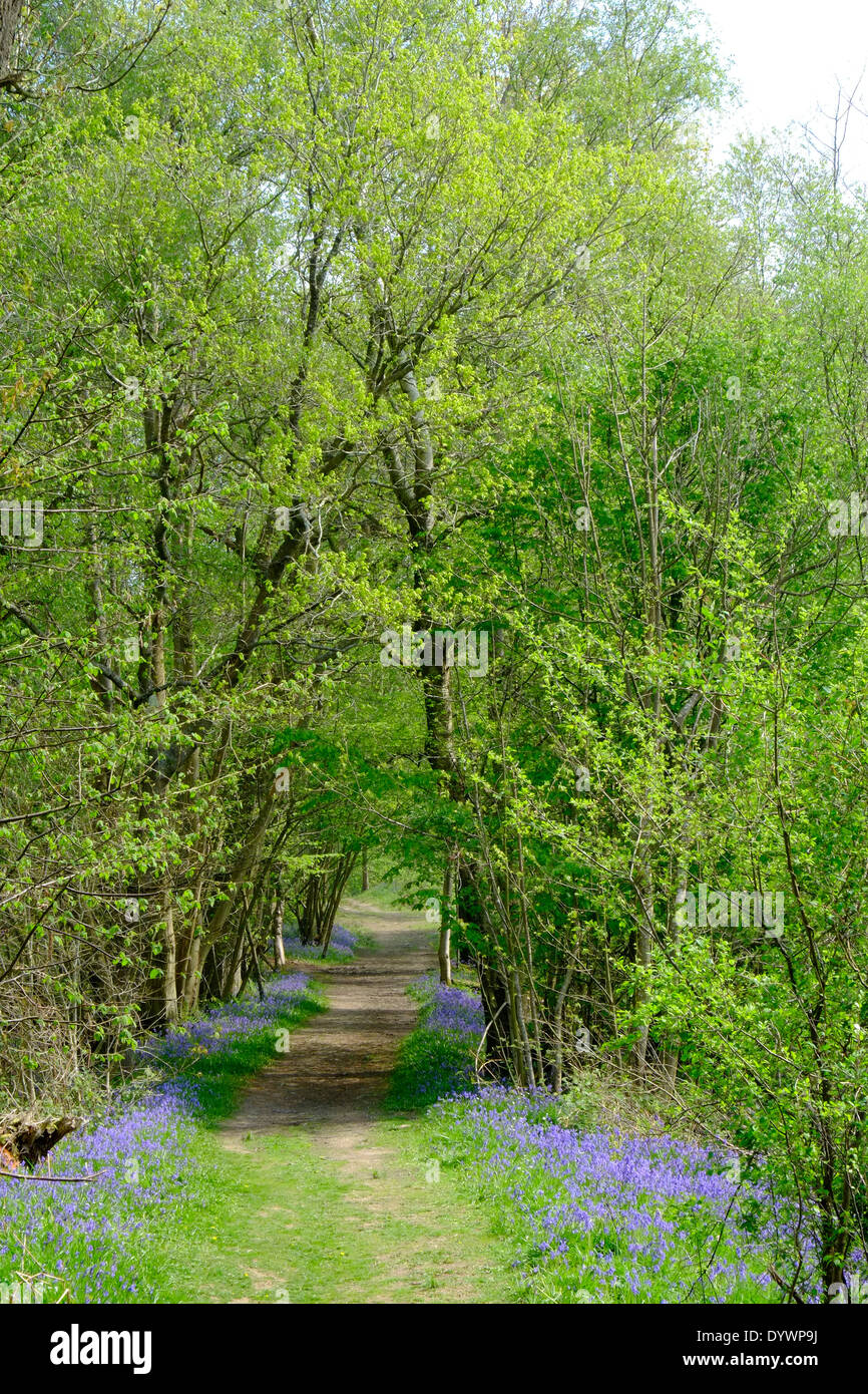 Bluebell Path through Brede High Woods Spring UK Stock Photo