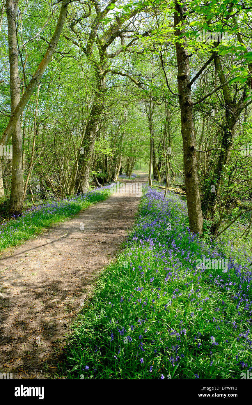 Bluebell Path through Brede High Woods Spring UK Stock Photo