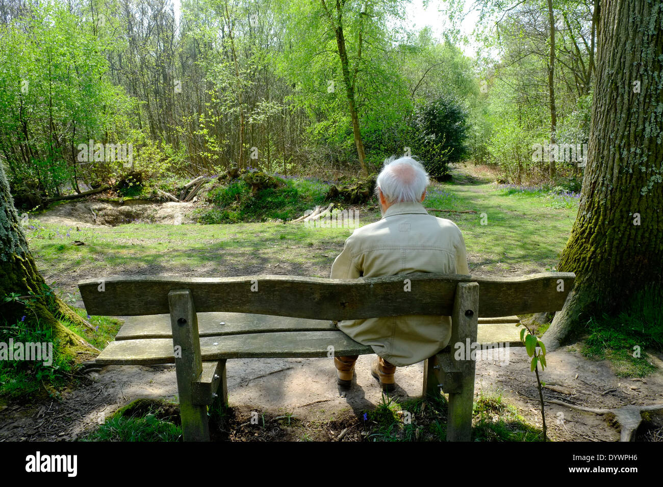 Elderly man sitting on woodland seat UK Stock Photo
