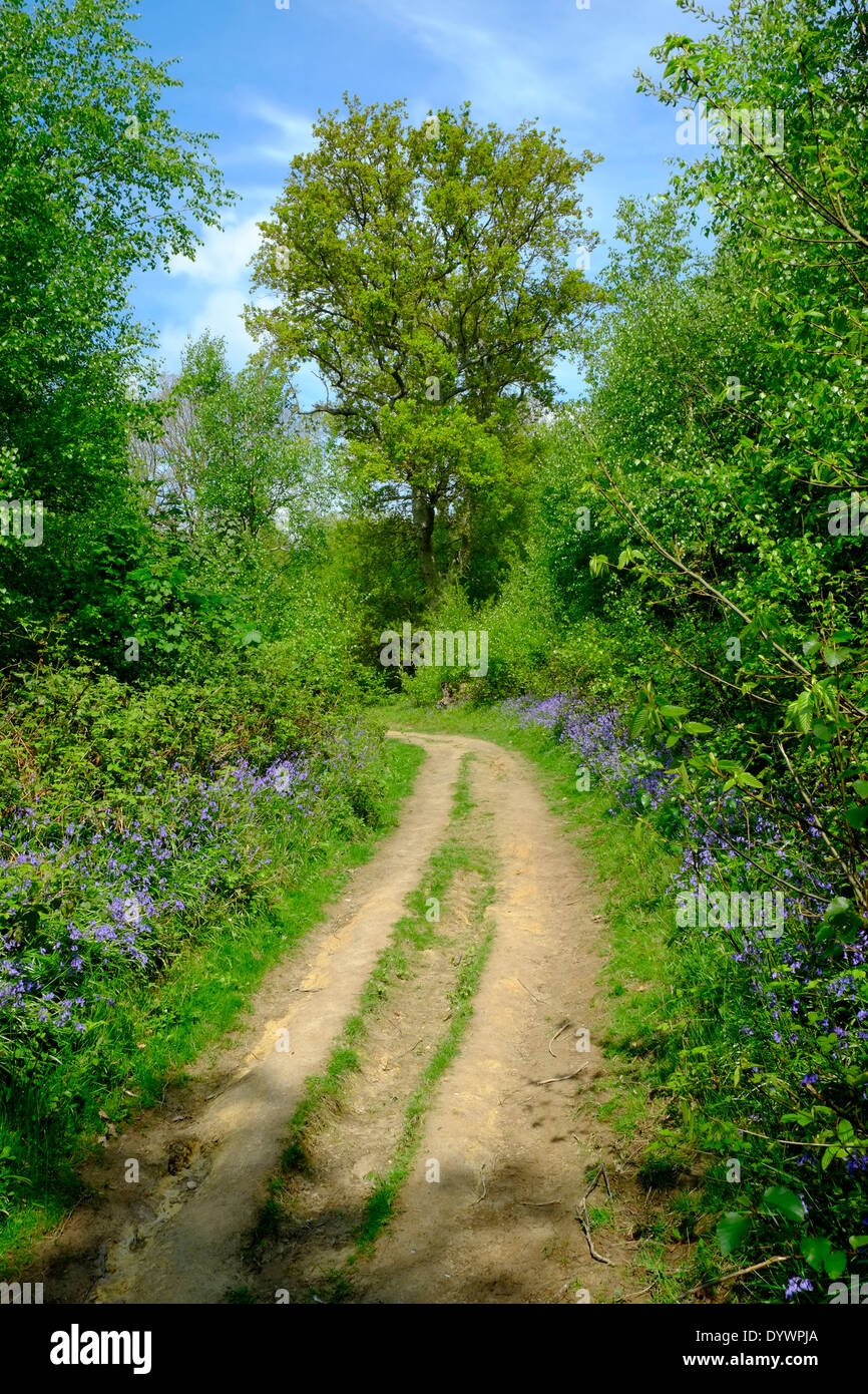 Foot path into the woods hi-res stock photography and images - Alamy