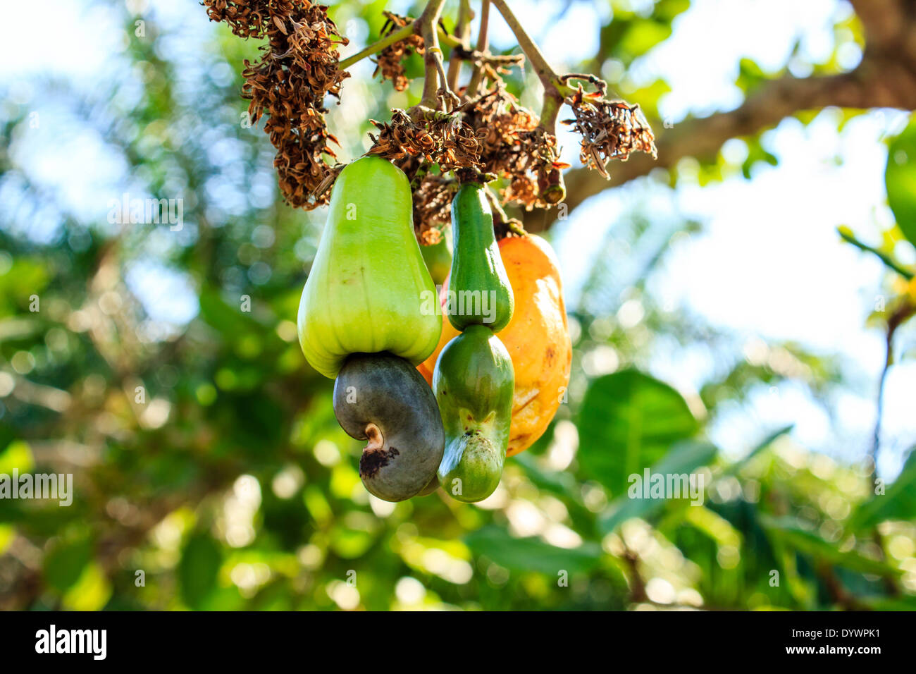 Cashew nut tree hires stock photography and images Alamy