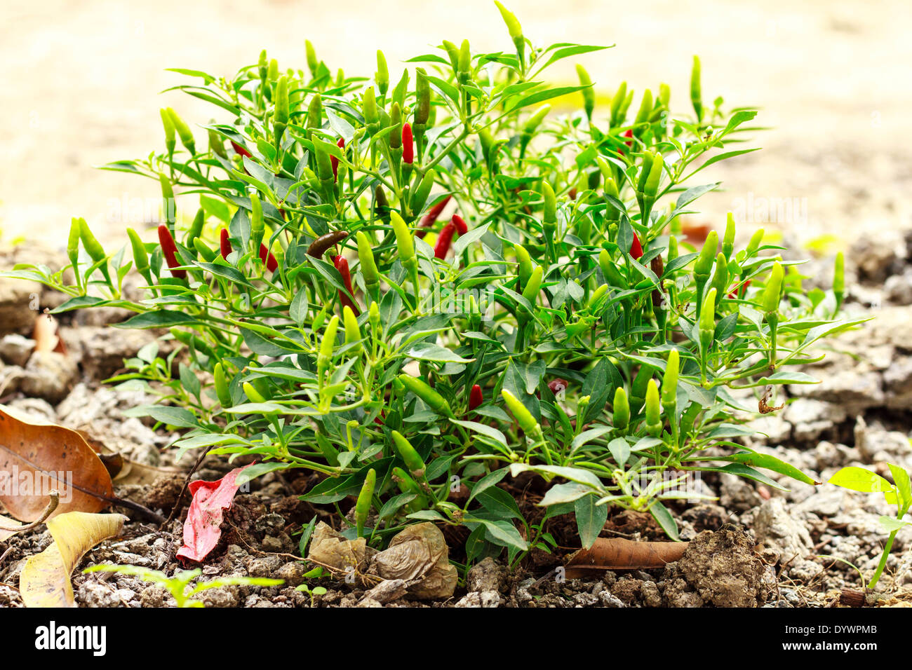 Green and red chili peppers are growing Stock Photo - Alamy
