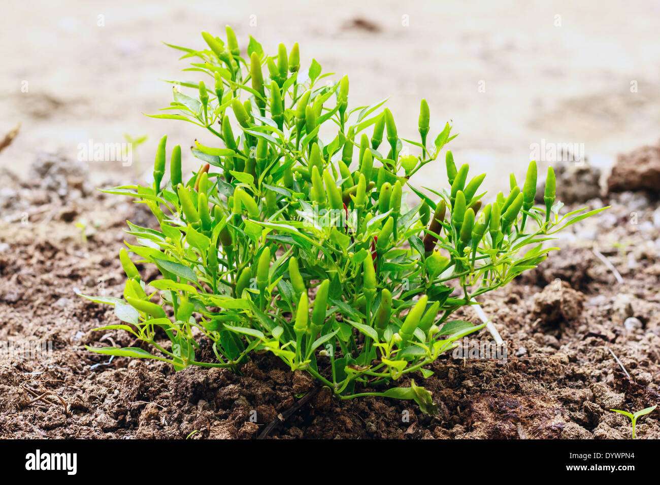 Green and red chilli peppers are growing Stock Photo - Alamy