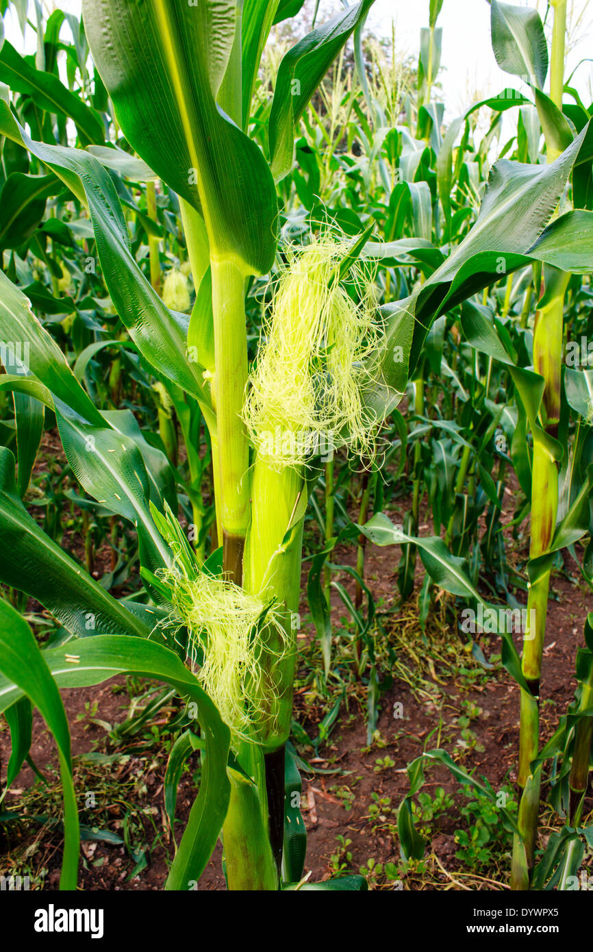 Weed plant field farmland hi-res stock photography and images - Alamy