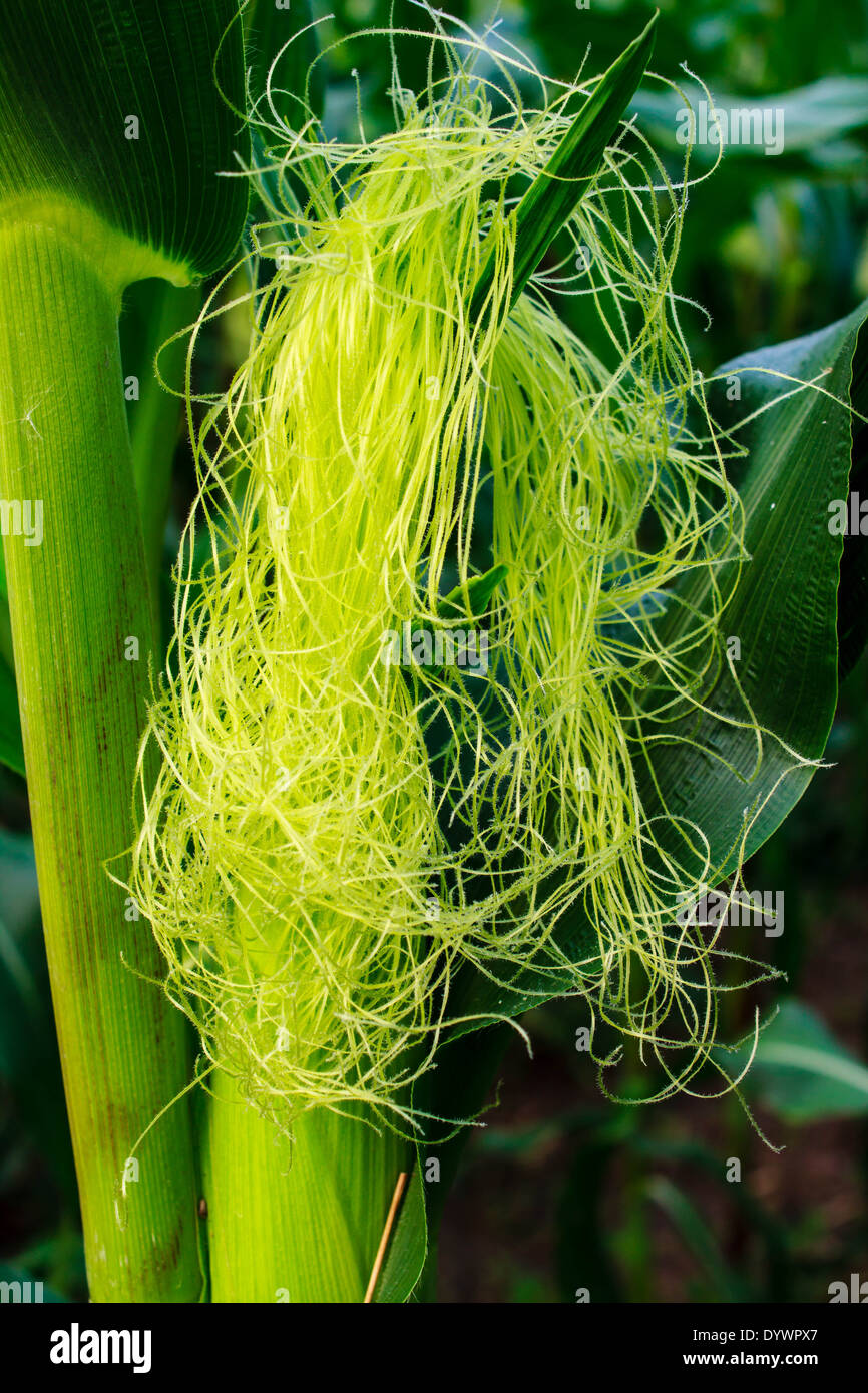 Weed plant field farmland hi-res stock photography and images - Alamy