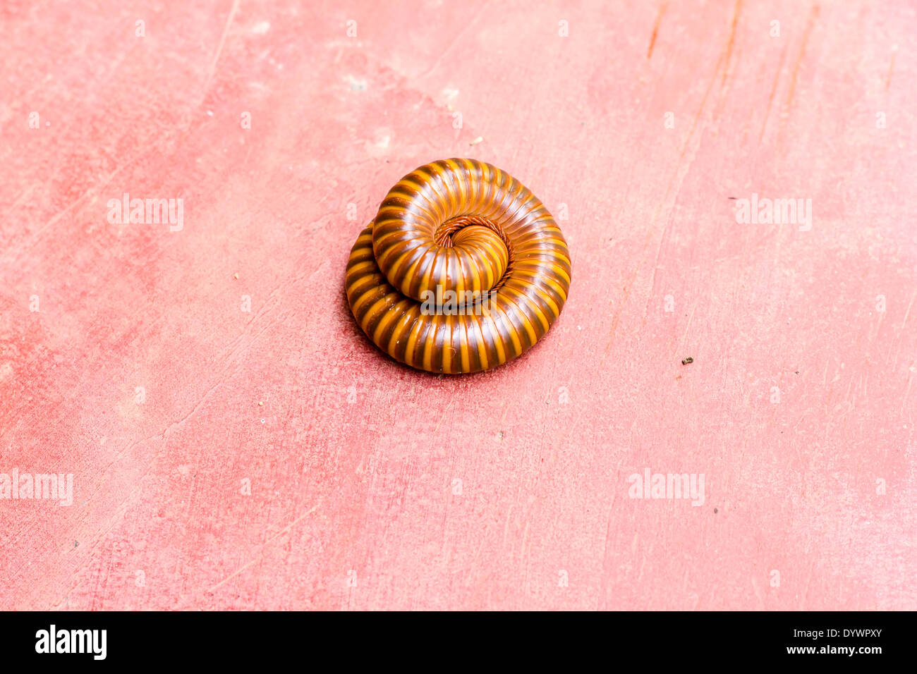 A Millipede on the red concrete floor Stock Photo
