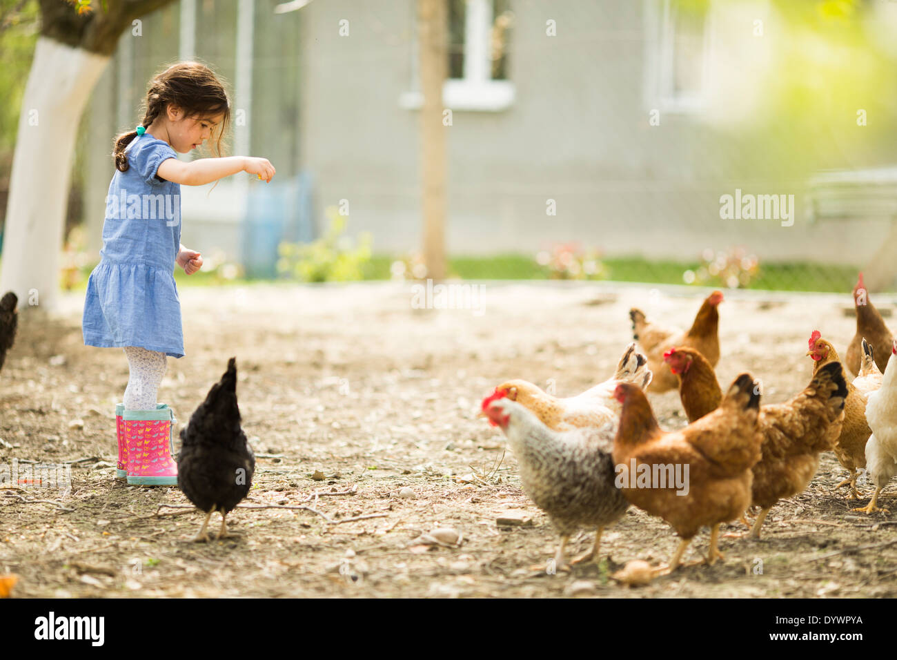 Little girl feeding chickens Stock Photo