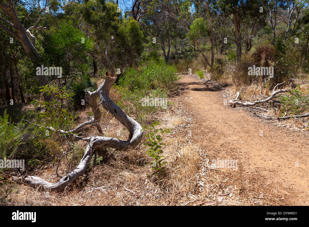 Dead wood beside a track in the bush Western Australia Stock Photo