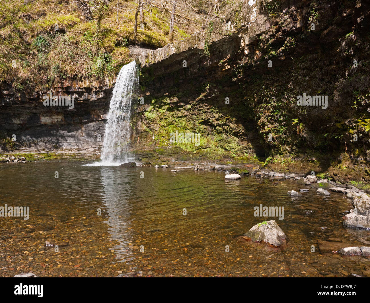 Sgwd Gwladus waterfall on the Afon Pyrddin in Brecon Beacons National ...